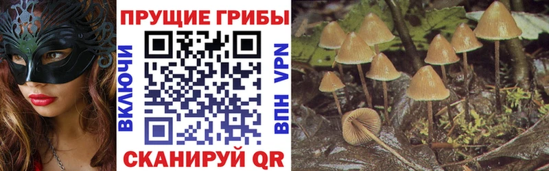 Купить закладки  Алейск  Псилоцибиновые грибы Magic Shrooms 